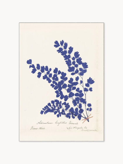Oprawiony plakat Botanical Fern III Blue