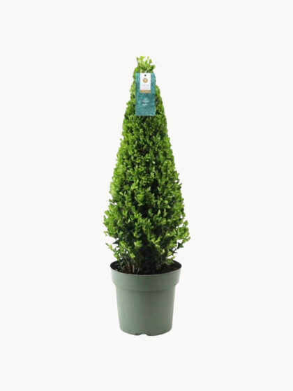 Żywa roślina Ilex
